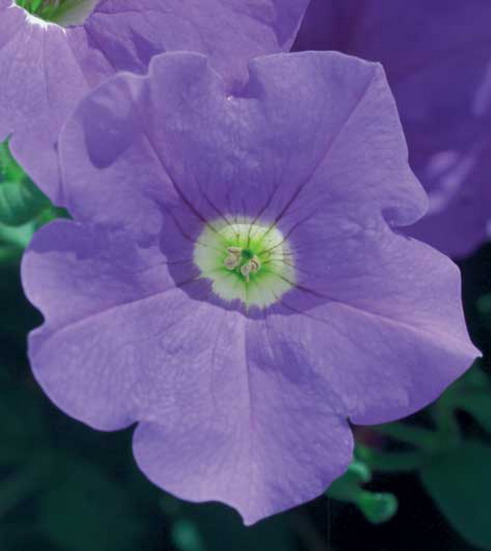 Сурфиния Скай-Блю